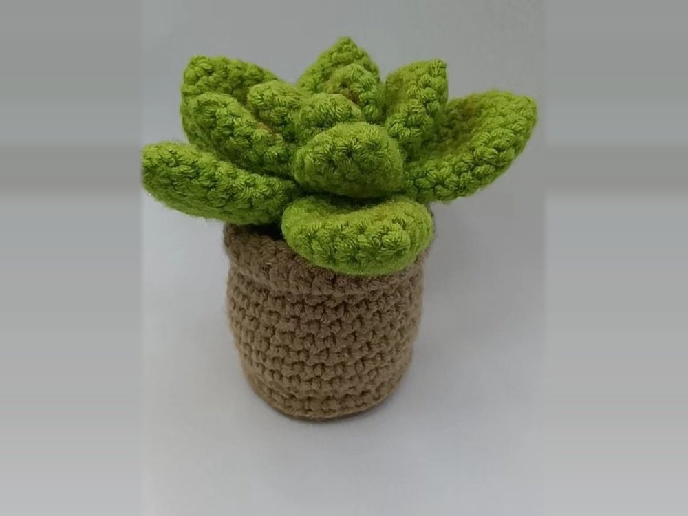 Finished crochet succulent in a pot from the beginner kit